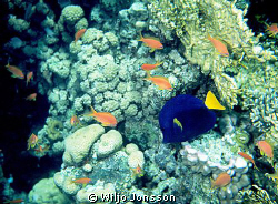 Anthias and blue tang on coral reef in the Aqaba Bay. by Wiljo Jonsson 
